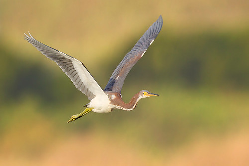 In-flight Juvenile Tri-colored Heron by Jeff Dyck