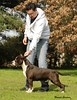 Donnerhall August 2012 with his handler Agustin Farias