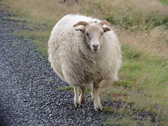 Sheep & Goats / Moutons & Chèvres