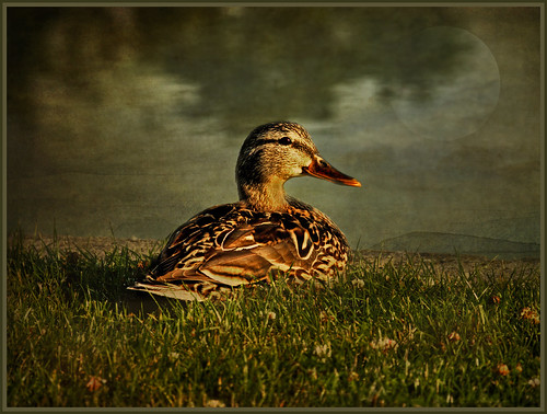 Mrs. Duck by FocusPocus Photography