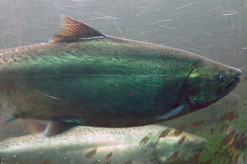 Salmon at the Locks