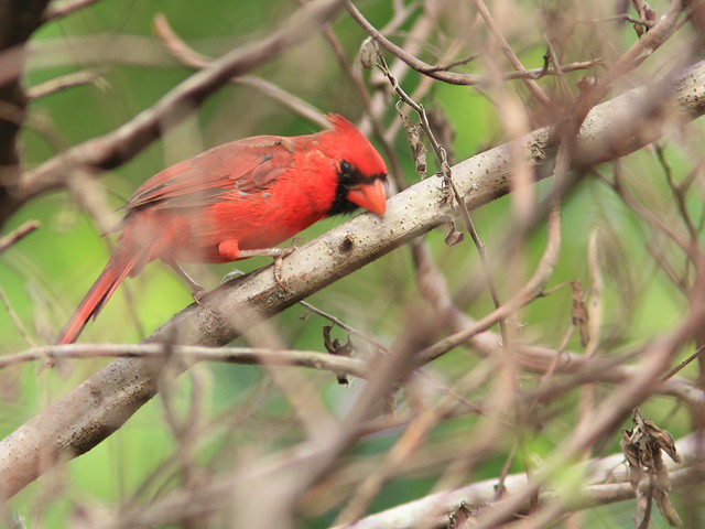 Northern Cardinal 20120919