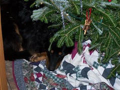 Zadie, dogs, Christmas