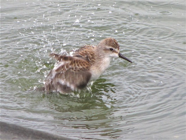 Semipalmated Sandpiper at Gridley Wastewater Treatment Ponds in McLean County, IL 09