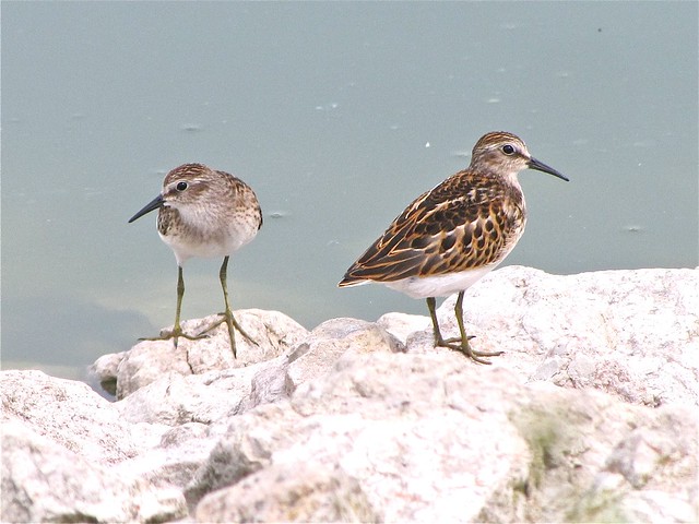 Least Sandpiper at Gridley Wastewater Treatment Ponds in McLean County, IL 10
