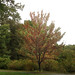 Acer x freemanii posted by Arnold Arboretum to Flickr