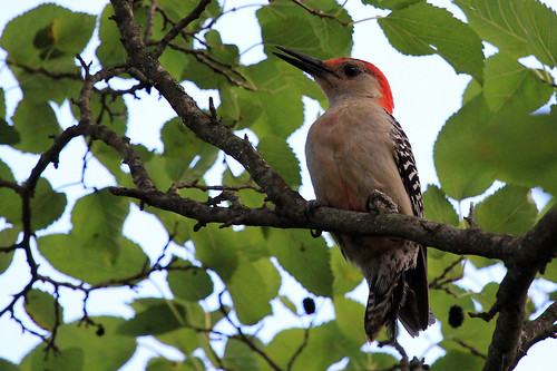 a IMG_8666 Red-Bellied Woodpecker (male)
