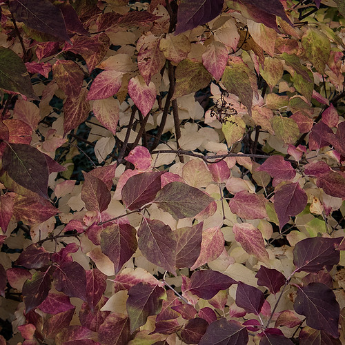 Fall Colors II