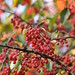 fall berries posted by morris 811 to Flickr
