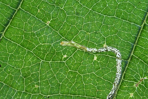 Stigmella microtheriella larva in leaf mine on Hazel