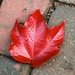 A red leaf on the brick-paved sidewalk of Beacon Hill. posted by affidelice to Flickr