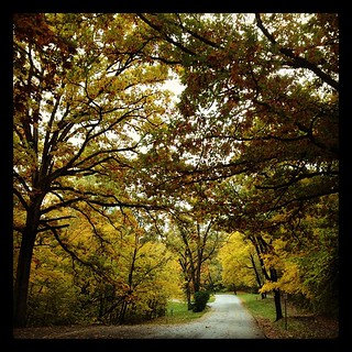 More color in these #trees and #leaves. #Fall is so pretty!