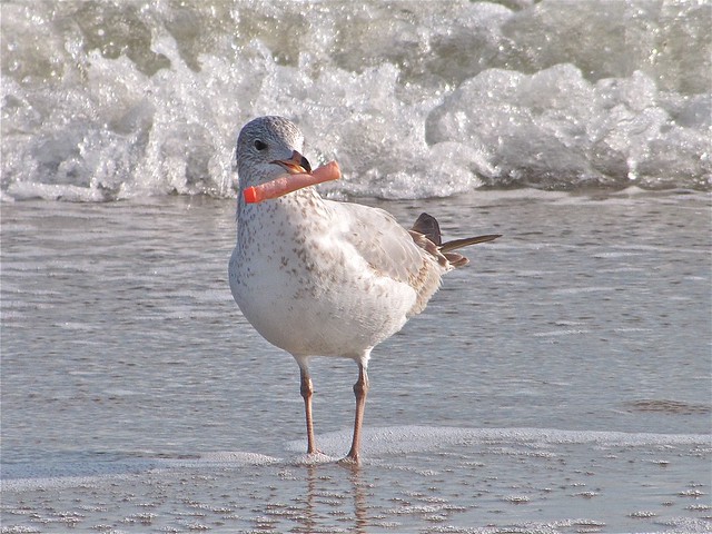 Ring-billed Gull at the North Beach on Tybee Island 03