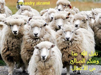 خروف العيد by albandry al zamil