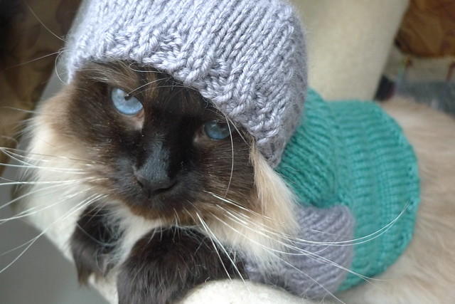 kitty hoodie