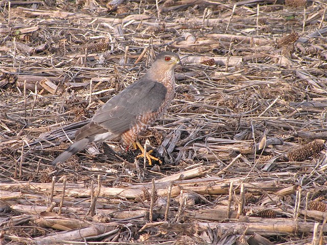 Cooper's Hawk with European Starling in Gridley, IL 04