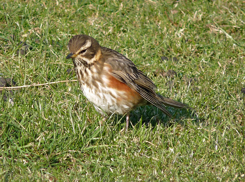 11896 - Redwing from 2010
