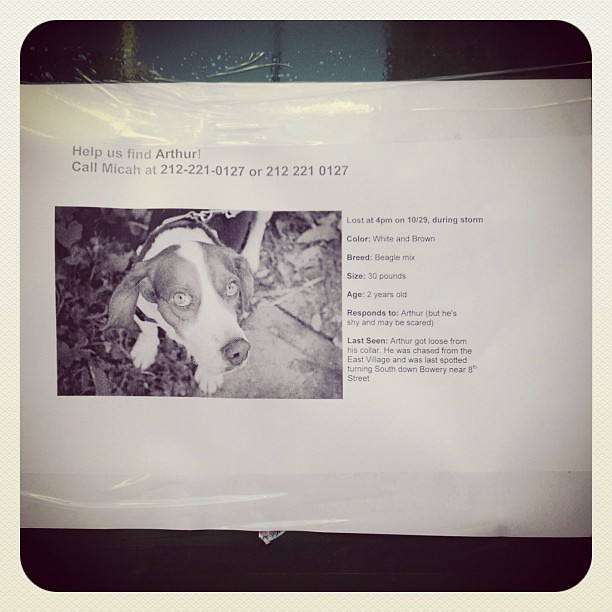 Dog still lost in #eastvillage after Sandy! Hope he gets home
