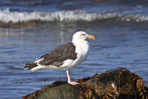Great Black-backed Gull on Long Island in August 2009.