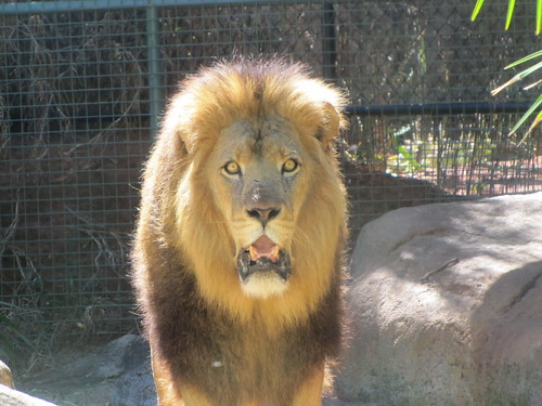 Zoo de Perth - 23 janvier 2013
