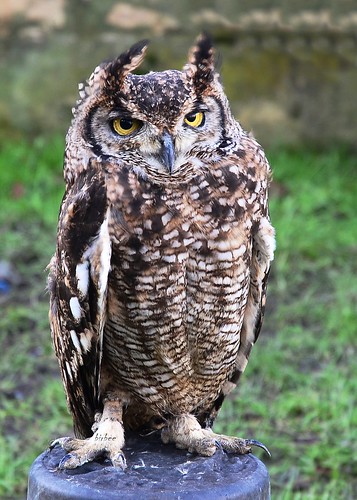Eagle Owl 1 by birbee