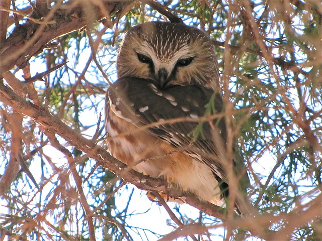 Northern Saw-whet Owl at Clinton Lake 001