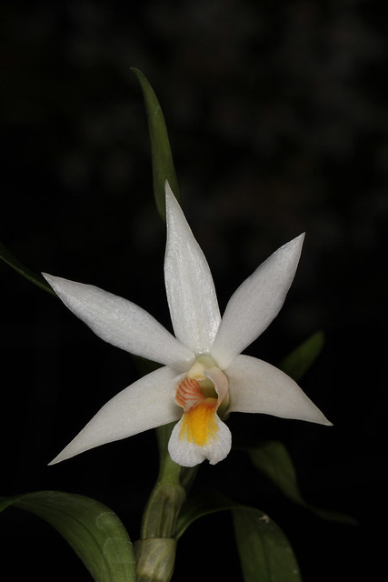Dendrobium sutepense 2012-10-08 04