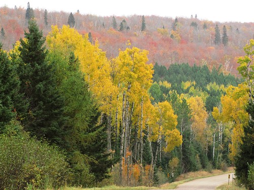 A layer of green, yellow, and red leaves surround a road that winds past the birch and Sawtooth Mountains on the Superior National Forest. Photo: Steve Robertsen, District Interpreter, Tofte Ranger District of the Superior National Forest