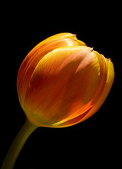 Tulip Macros