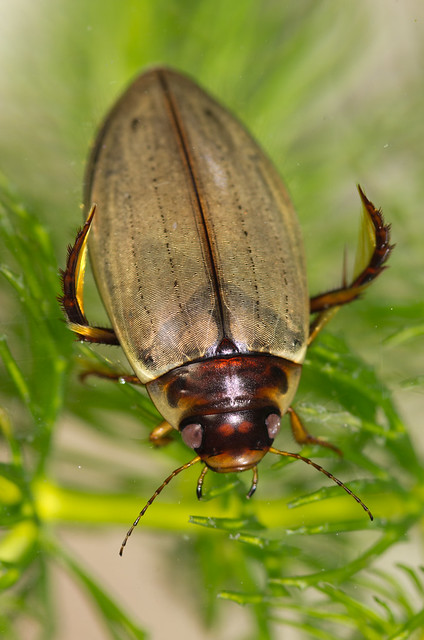 Colymbetes fuscus diving beetle