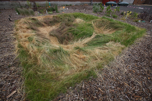 20110714_WSU-Sustainable-Stormwater-Ctr_rain garden grass