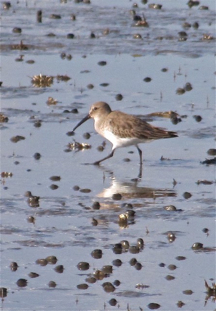 Dunlin Seen from the Lighthouse Trail at Fort Pulaski 08