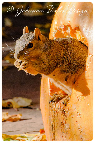 Little-Squirrel-&-Pumpkin-8