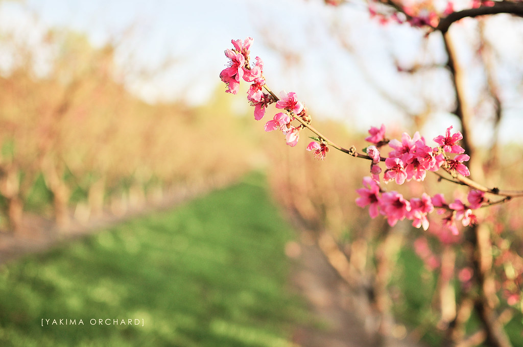 Yakima Orchard in Spring