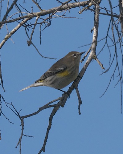 Yellow-rumped Warbler - 2