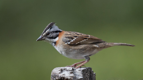 Zonotriquia capensis (Rufous-collared Sparrow/copetoncito)