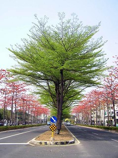 由非洲引進台灣的小葉欖仁，經過10多年，才得以在台灣的道路展現風采。（攝影：宋心怡）