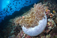UW Maluku : Nusa Laut, Molana, Saparua 