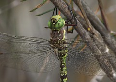 Dragonflies South Africa