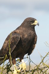 Galapaglos Hawk