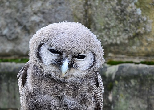 Owl 2 by birbee
