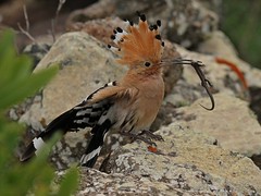 Vögel auf Lanzarote