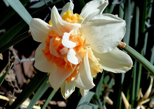 Daffodils at Rydal A double orange yellow and white flower
