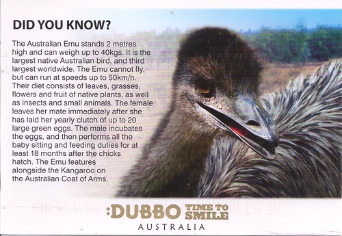 Australian Emu Did You Know