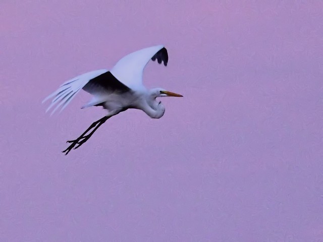 Great Egret in flight Corel 20121016