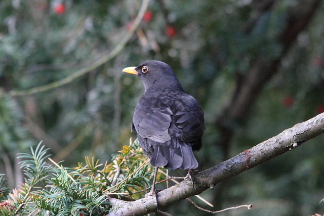 Male Blackbird, Robert's Park