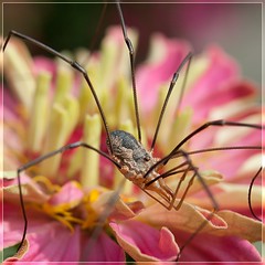 Spiders & Insects