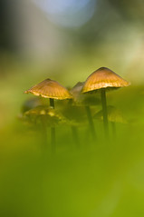 Les champignons - mushroom
