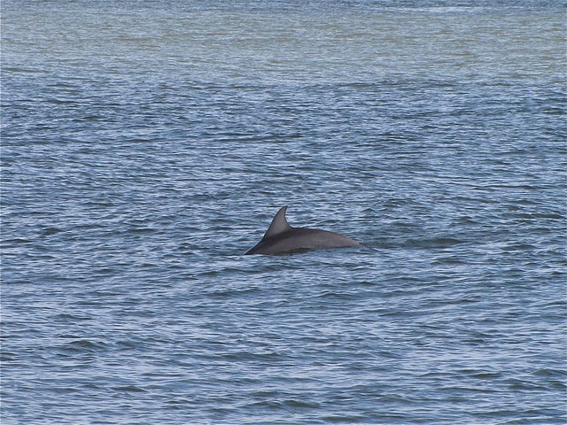 Porpoise at the North Beach on Tybee Island 02
