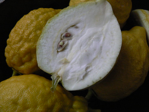 Etrog (Citron) by Ayala Moriel